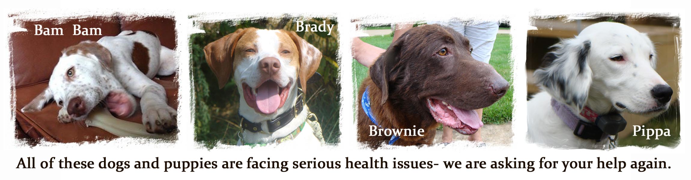 Illinois Birddog Rescue